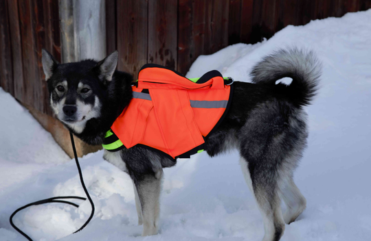 NordicDog Dina koiraliivi